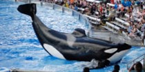 SeaWorld Orlando